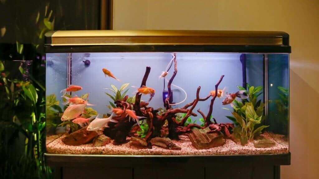 How-To-Move-A-Fish-Tank