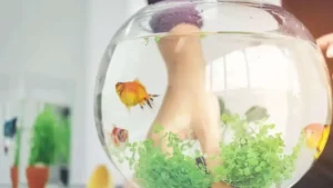 How-To-Move-A-Fish-Tank-featured-image