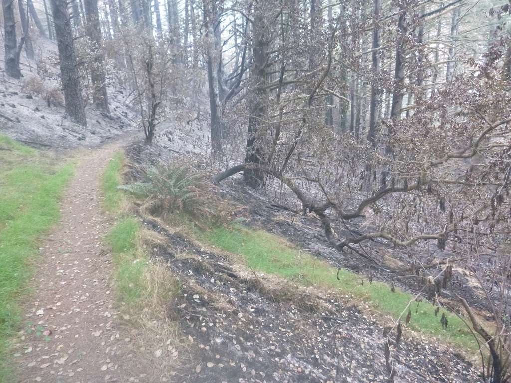 Burnt Meadow Trail