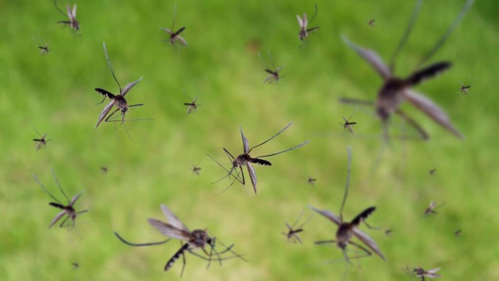 Prevalent Mosquitoes