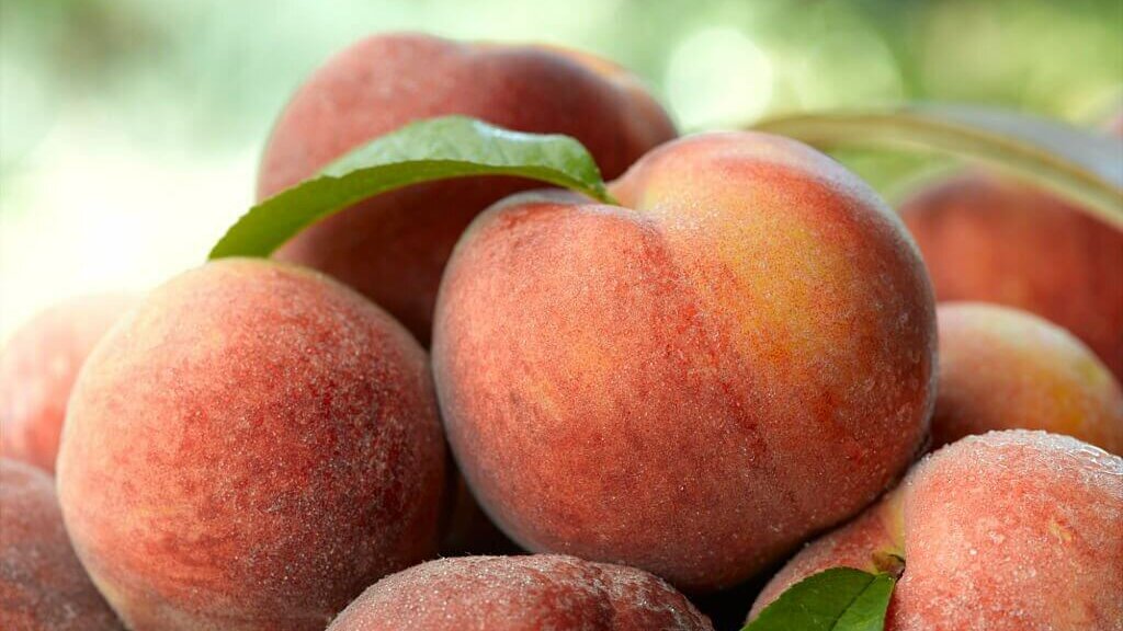 Is-Georgia-known-for-Peaches